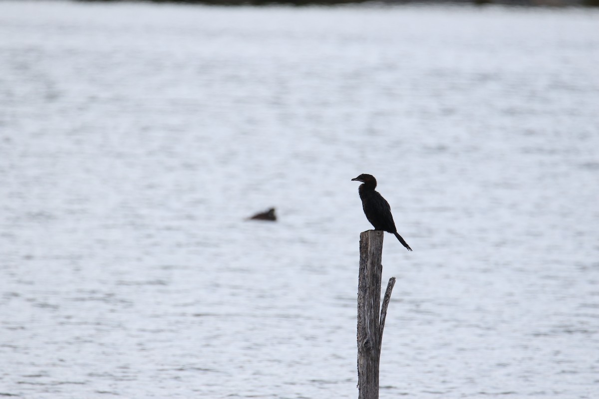Cormoran pygmée - ML641872690
