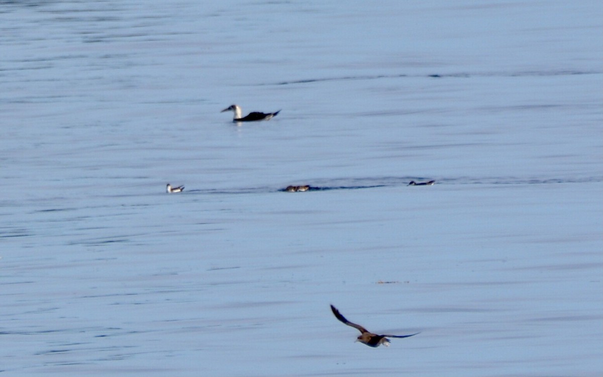 Northern Gannet - ML641872696