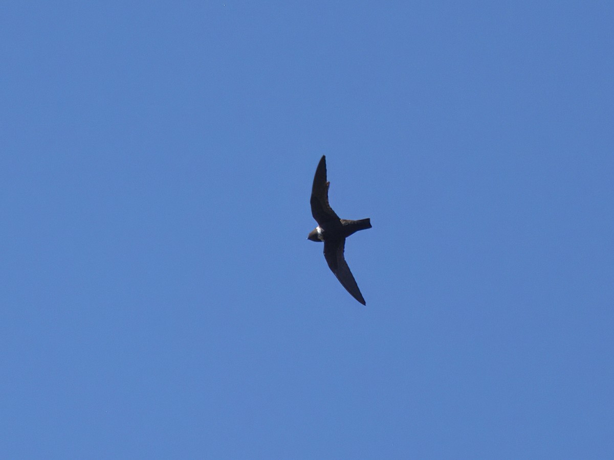 White-collared Swift - ML641872697