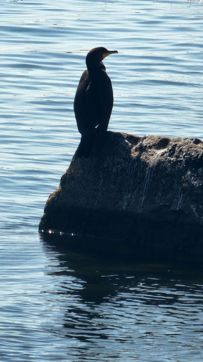 Double-crested Cormorant - ML641872707