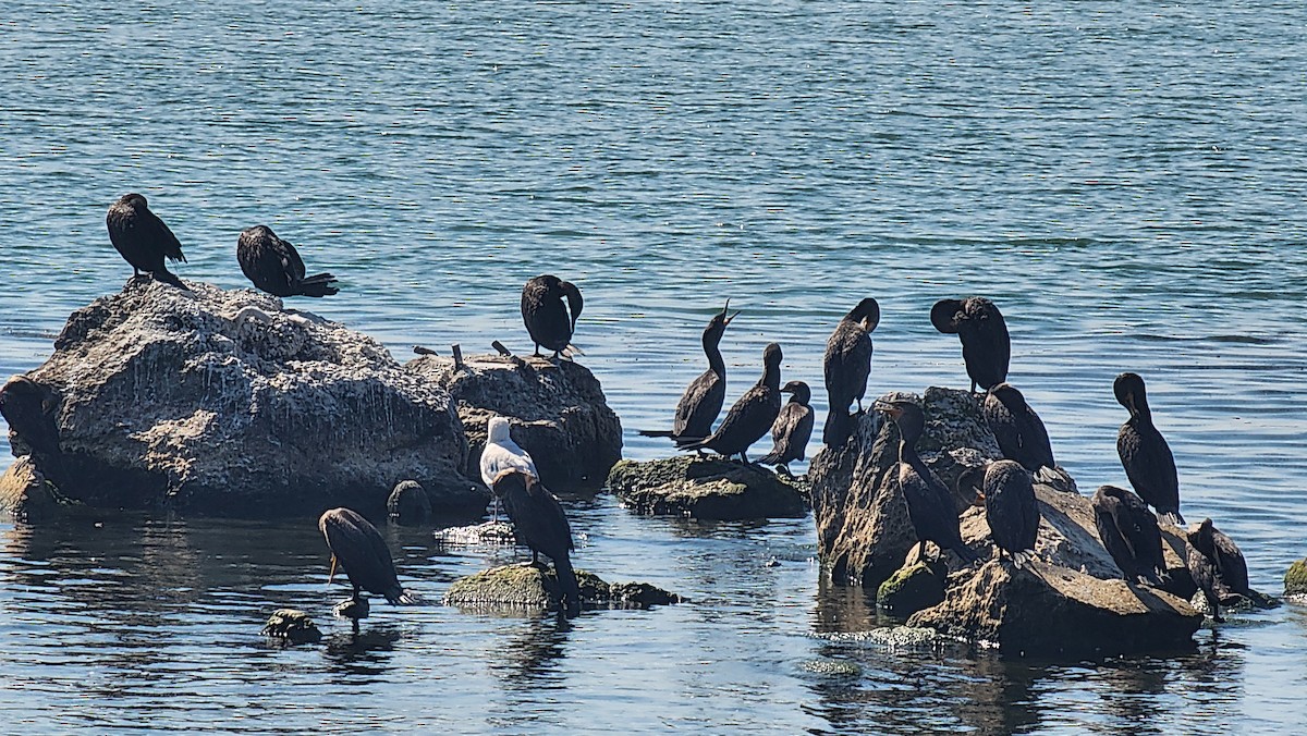 Double-crested Cormorant - ML641872708