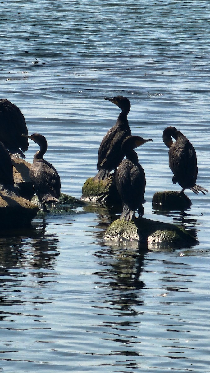 Double-crested Cormorant - ML641872709