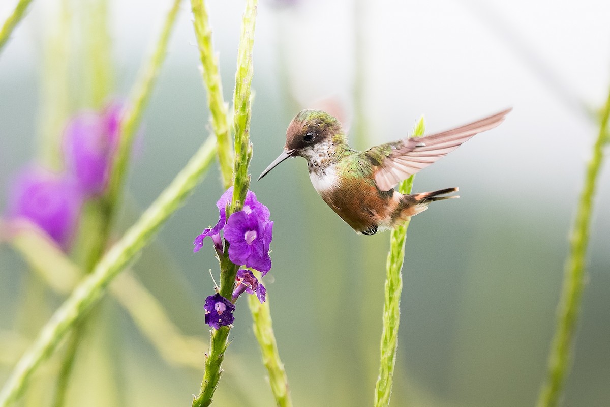 White-crested Coquette - ML641872712