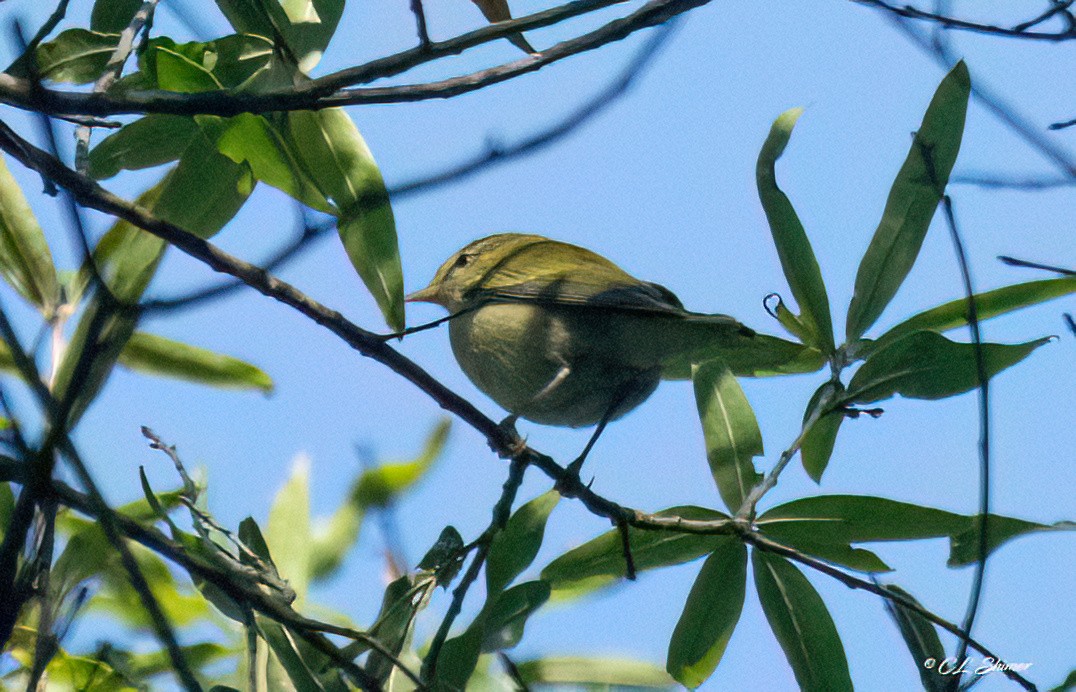 Tennessee Warbler - ML641872738