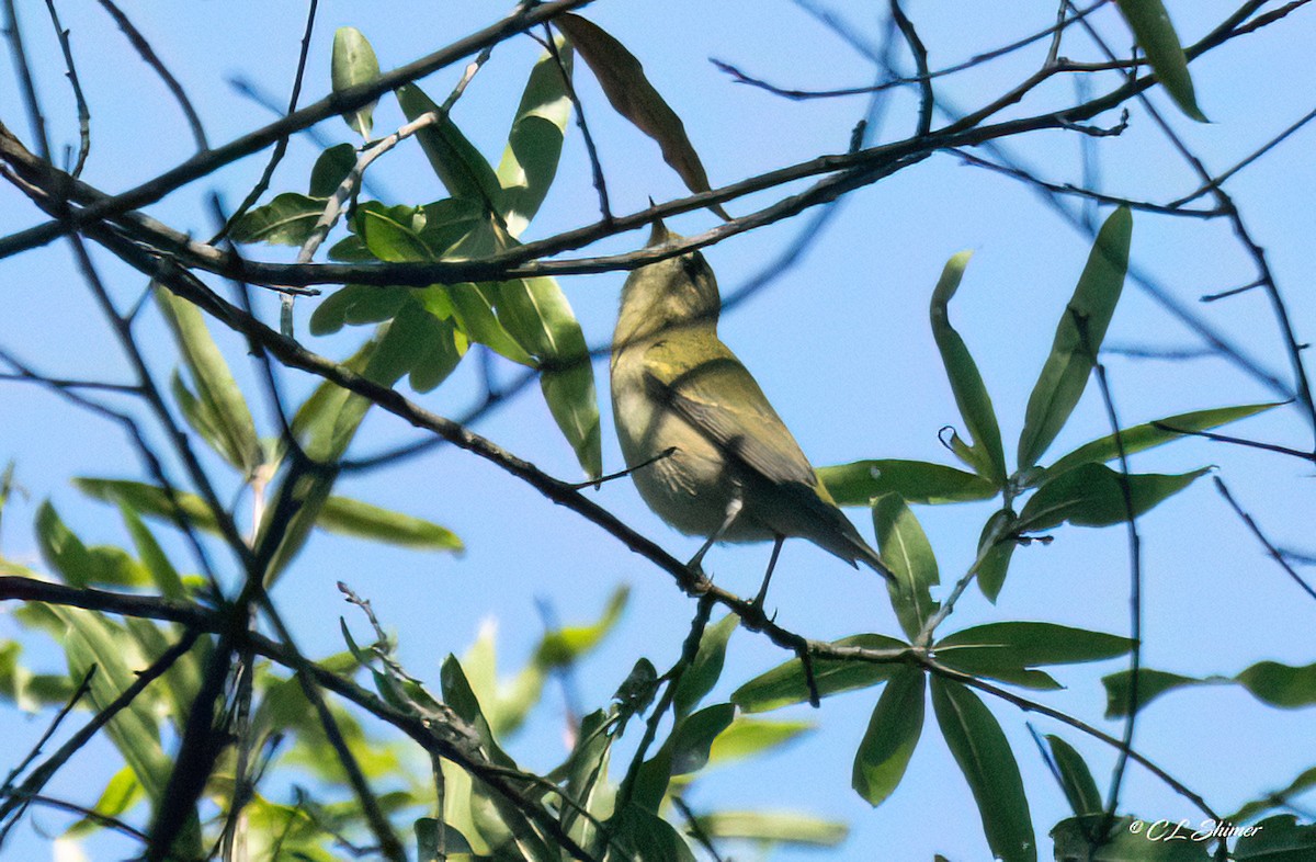 Tennessee Warbler - ML641872739