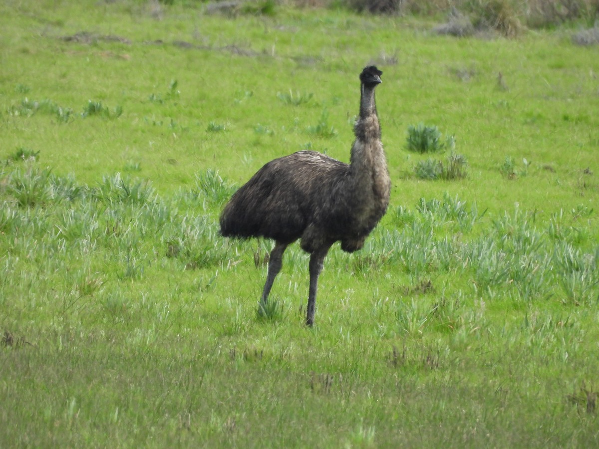 Emu - ML641872745