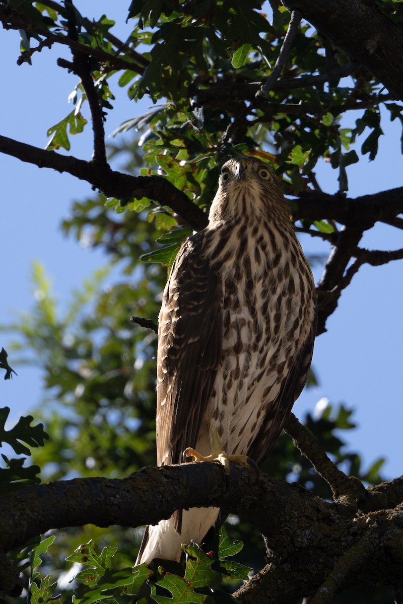 Cooper's Hawk - ML641872746