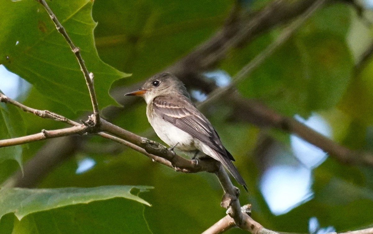Eastern Wood-Pewee - ML641872749