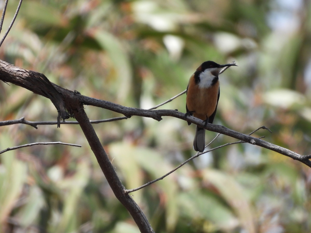 Eastern Spinebill - ML641872752