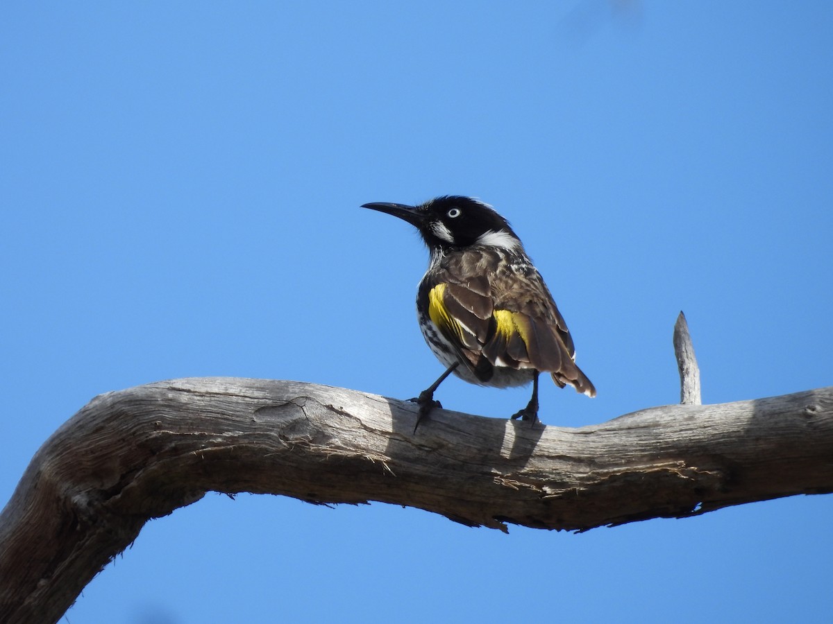 New Holland Honeyeater - ML641872761
