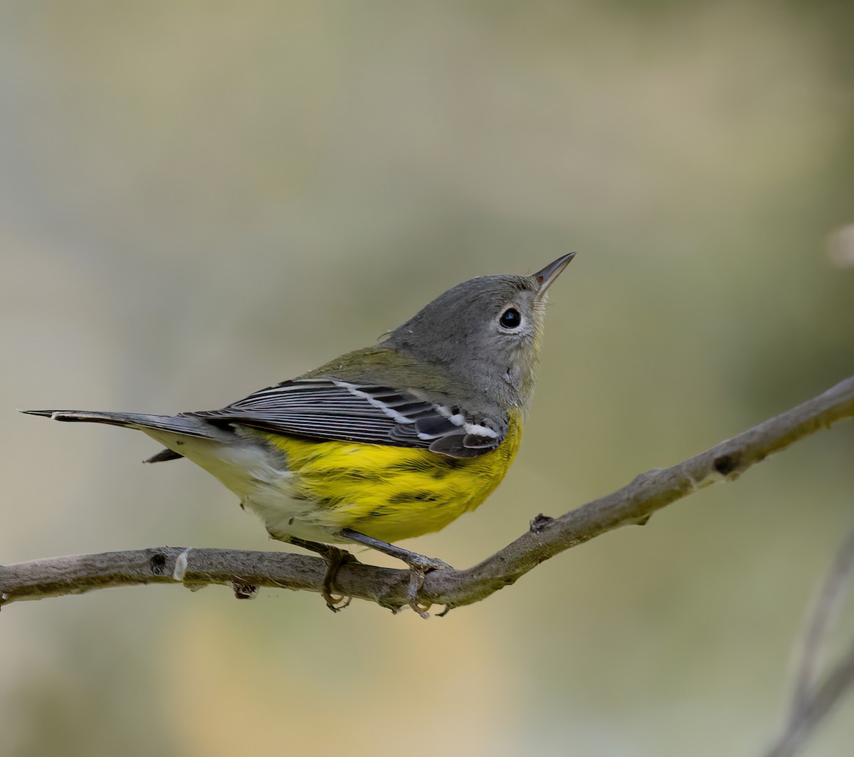 Magnolia Warbler - ML641872819