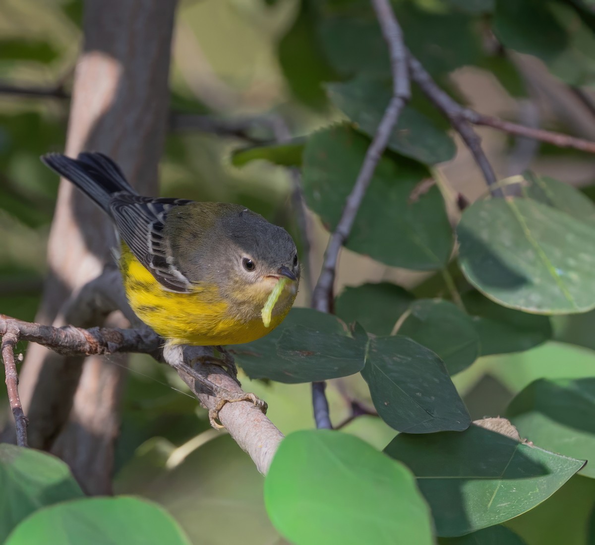 Magnolia Warbler - ML641872820