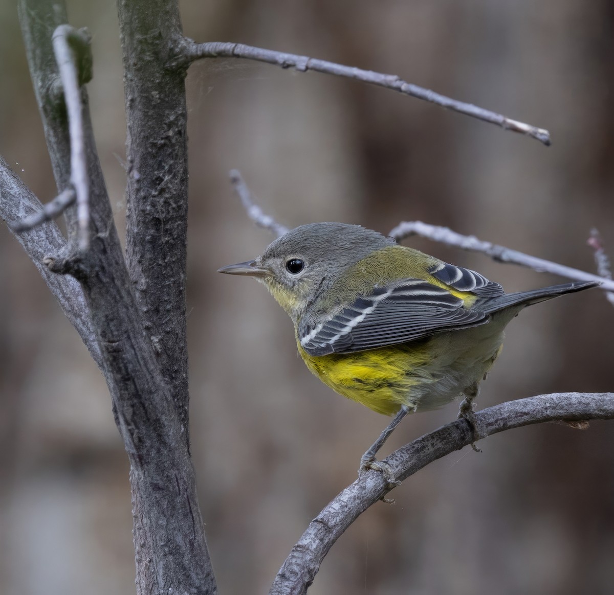 Magnolia Warbler - ML641872821