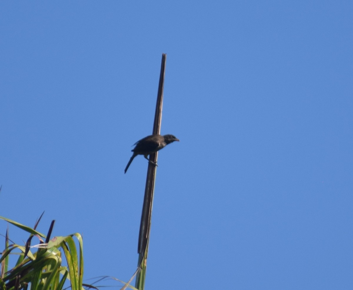 Palmchat - ML641872835