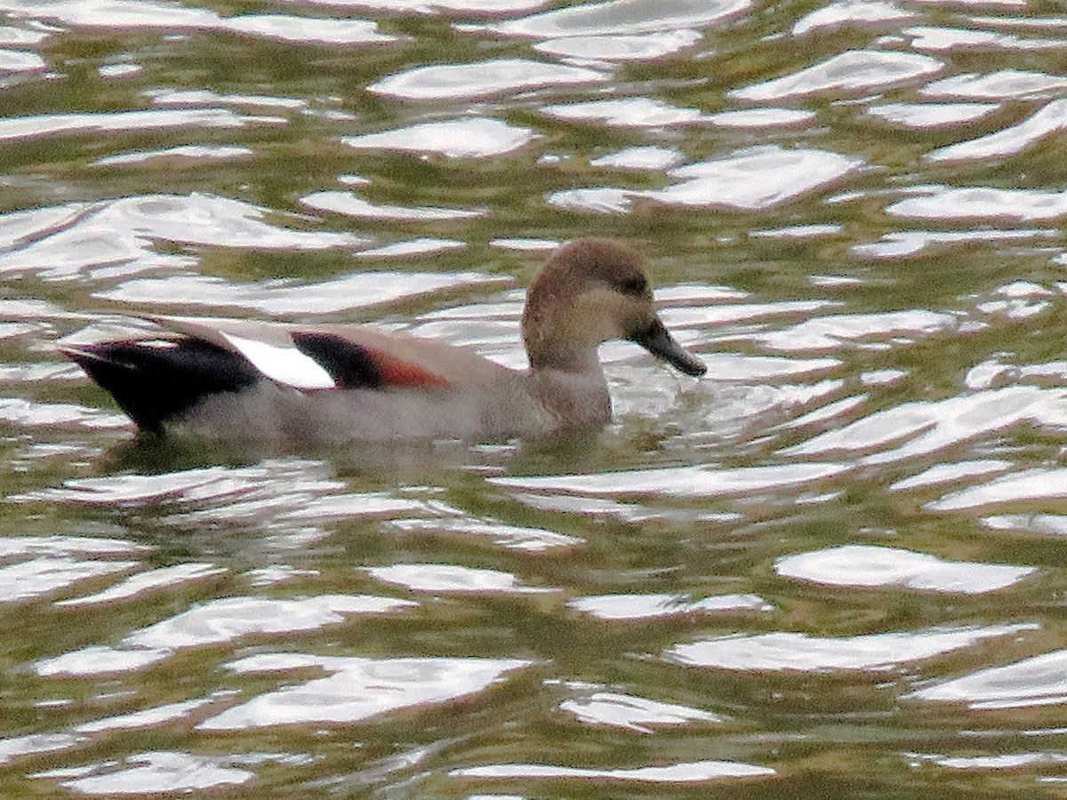 赤膀鴨 - ML641872843