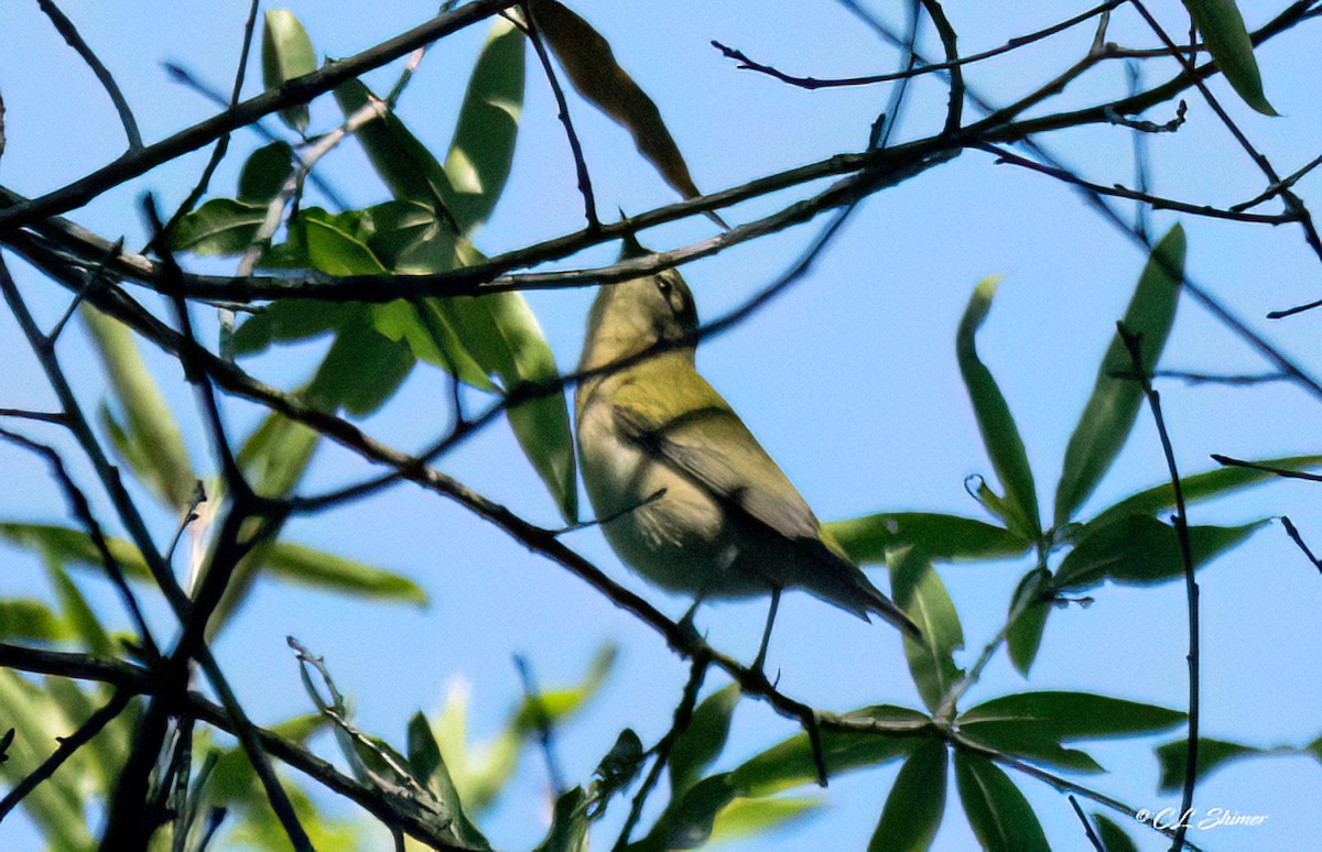 Tennessee Warbler - ML641872849