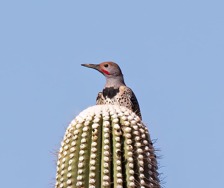 Northern/Gilded Flicker - ML641872852