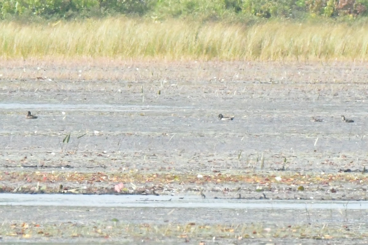 polák proužkozobý - ML641872857