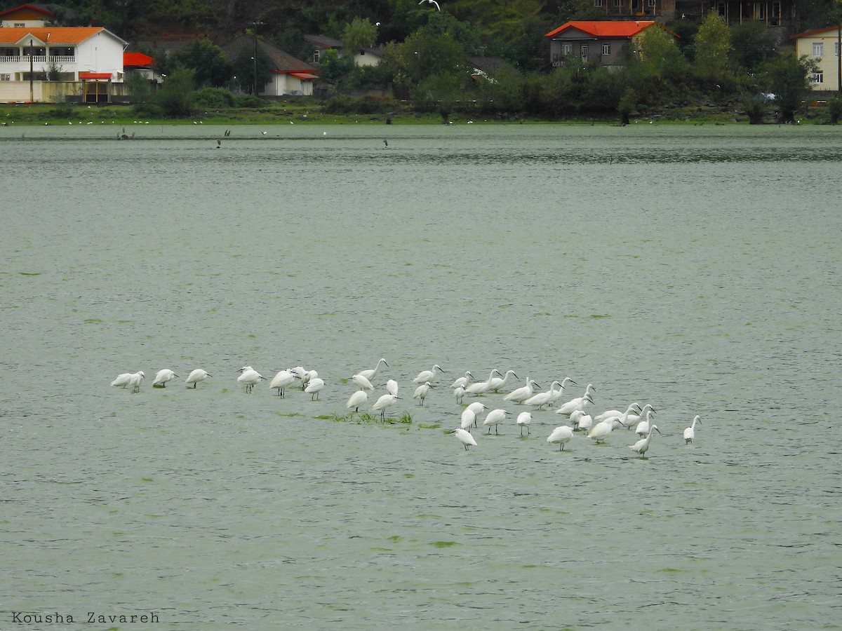 Little Egret - ML641872880
