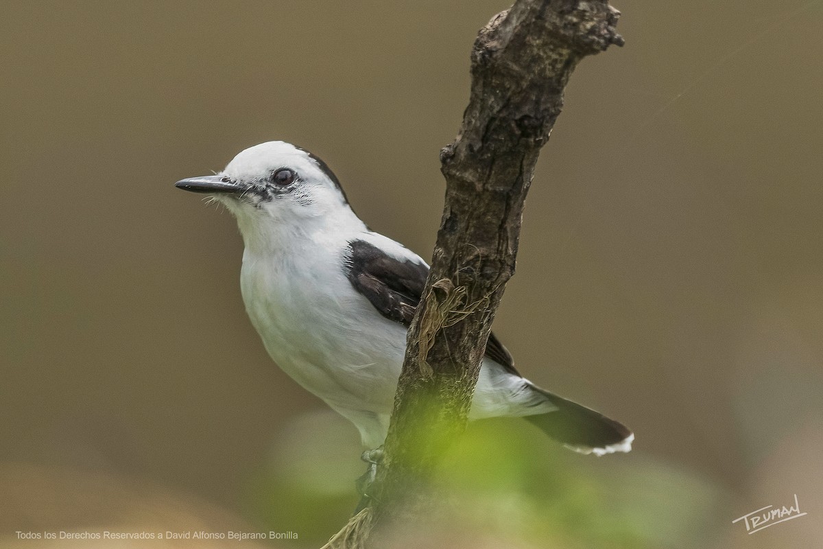 Pied Water-Tyrant - ML641872911