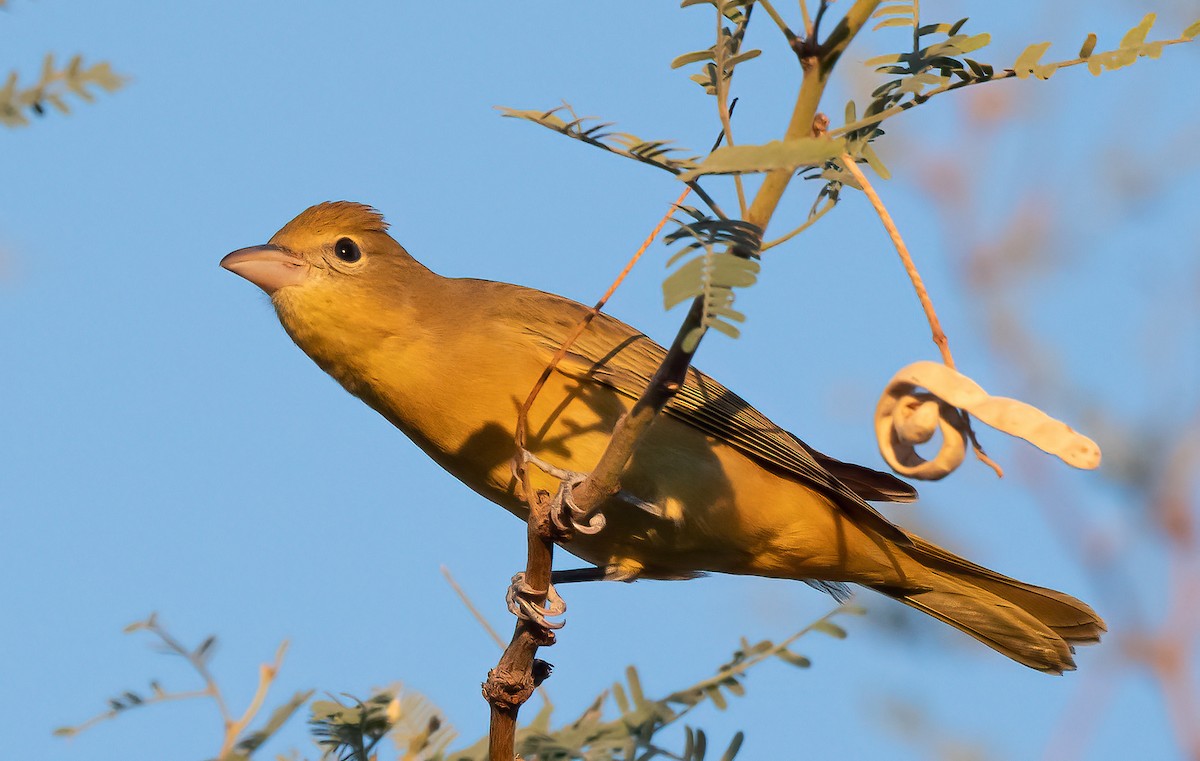 Summer Tanager - ML641872931