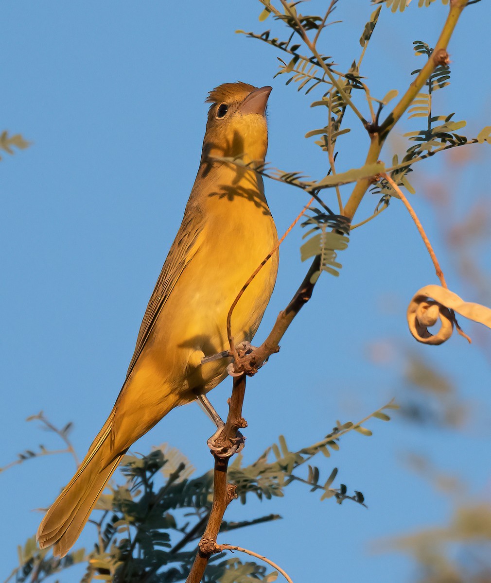 Summer Tanager - ML641872932