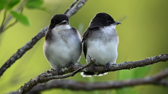 Eastern Kingbird - ML641872978