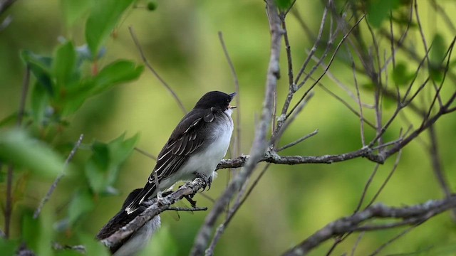 Eastern Kingbird - ML641873010