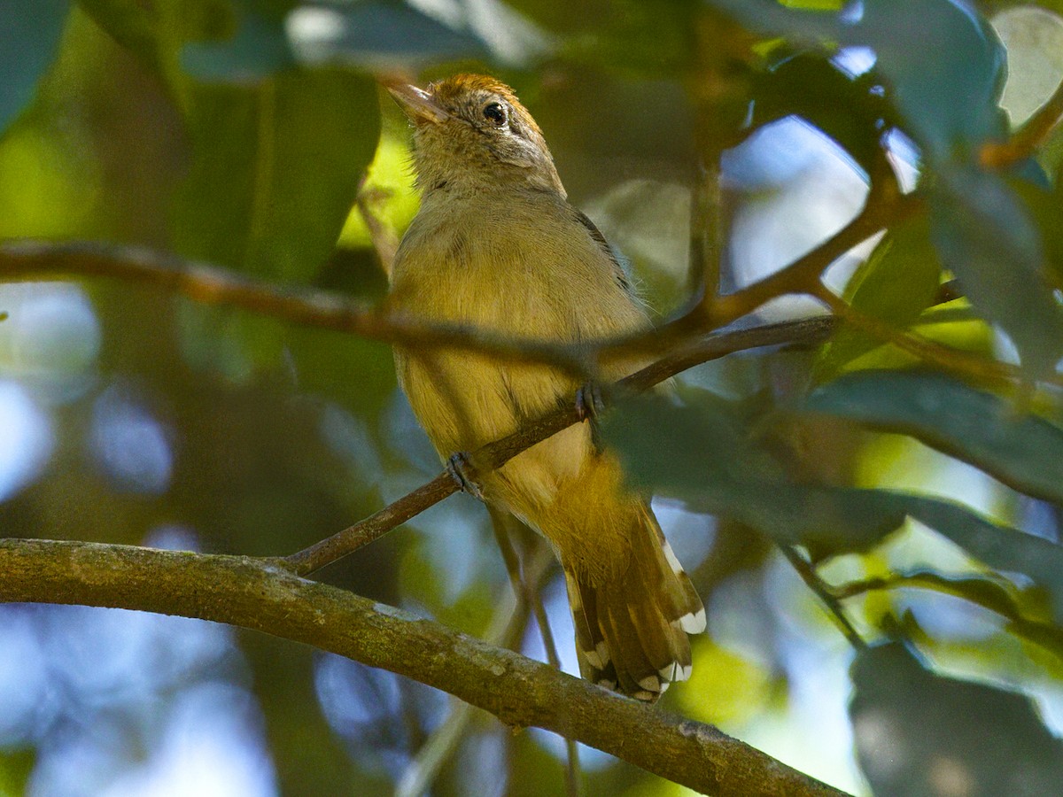 Sooretama Slaty-Antshrike - ML641873036