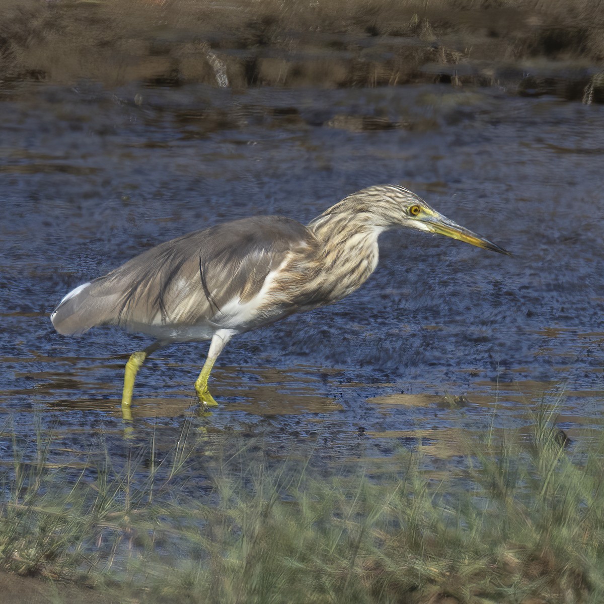Javan Pond-Heron - ML641873037