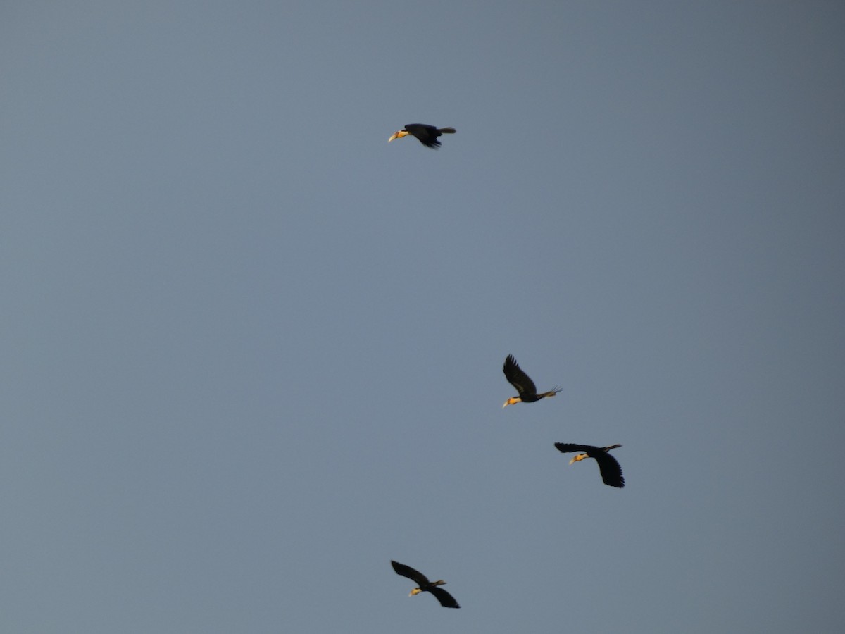 Wreathed Hornbill - ML641873043