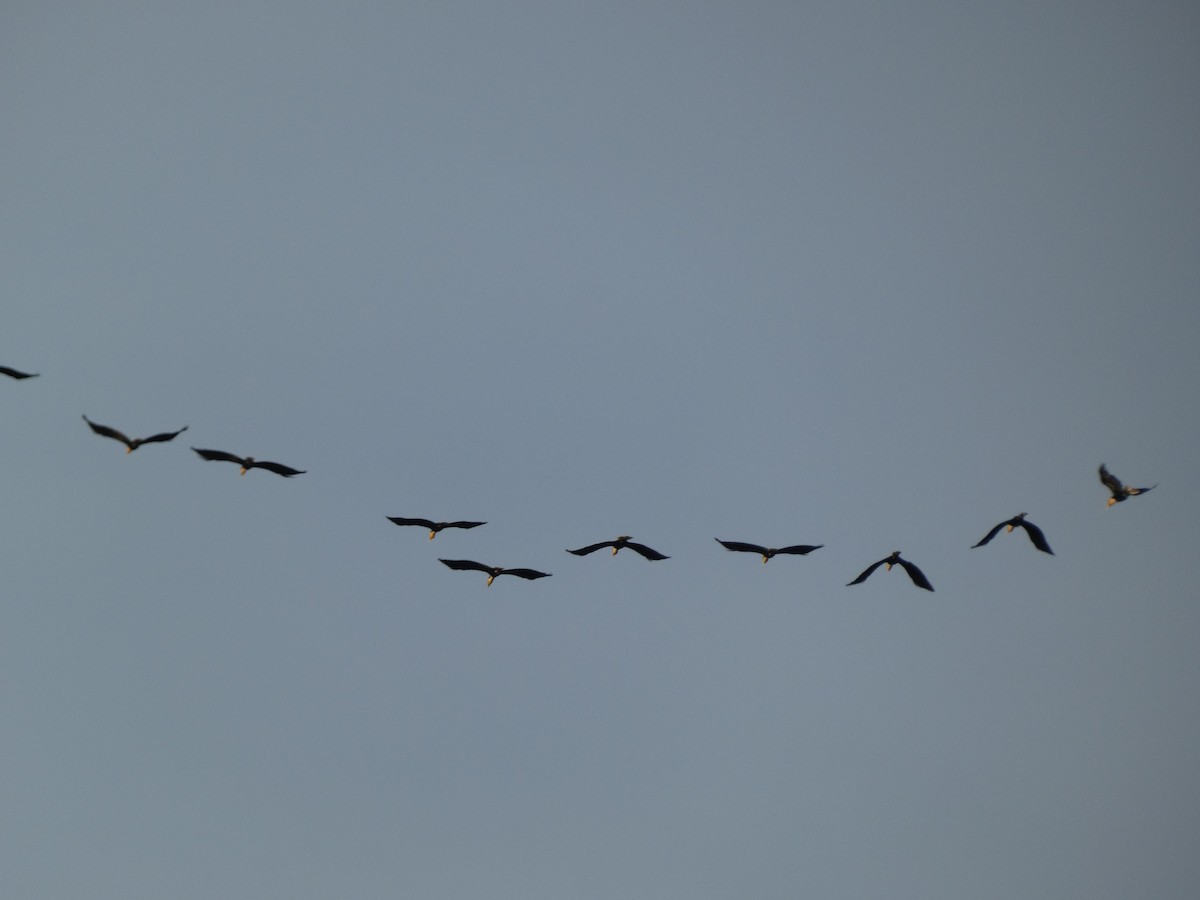 Wreathed Hornbill - ML641873045