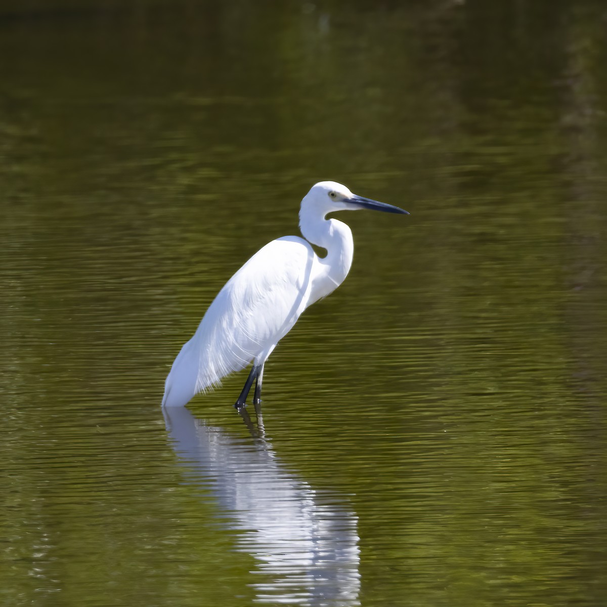 Medium Egret - ML641873046