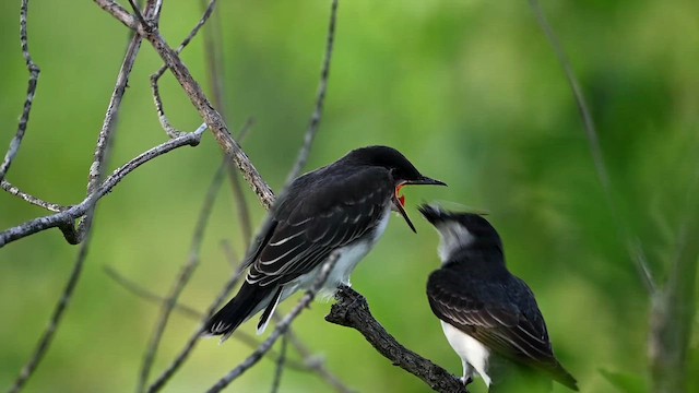 Eastern Kingbird - ML641873051