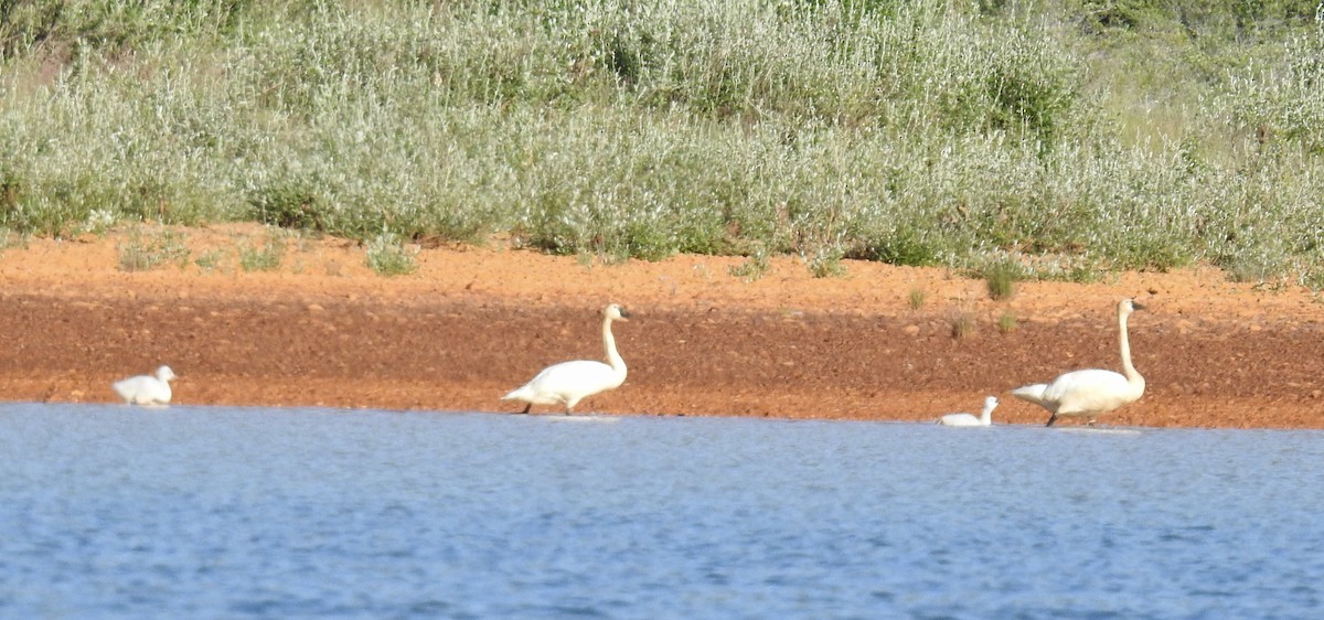 Cigno minore - ML641873057