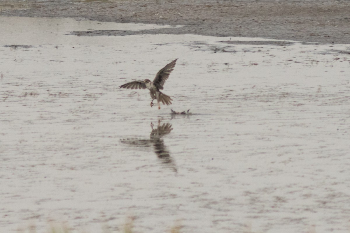 Prairie Falcon - ML641873063