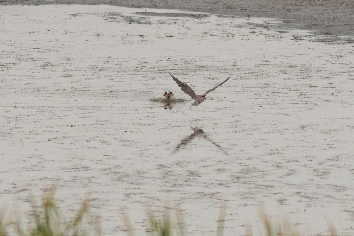 Prairie Falcon - ML641873064