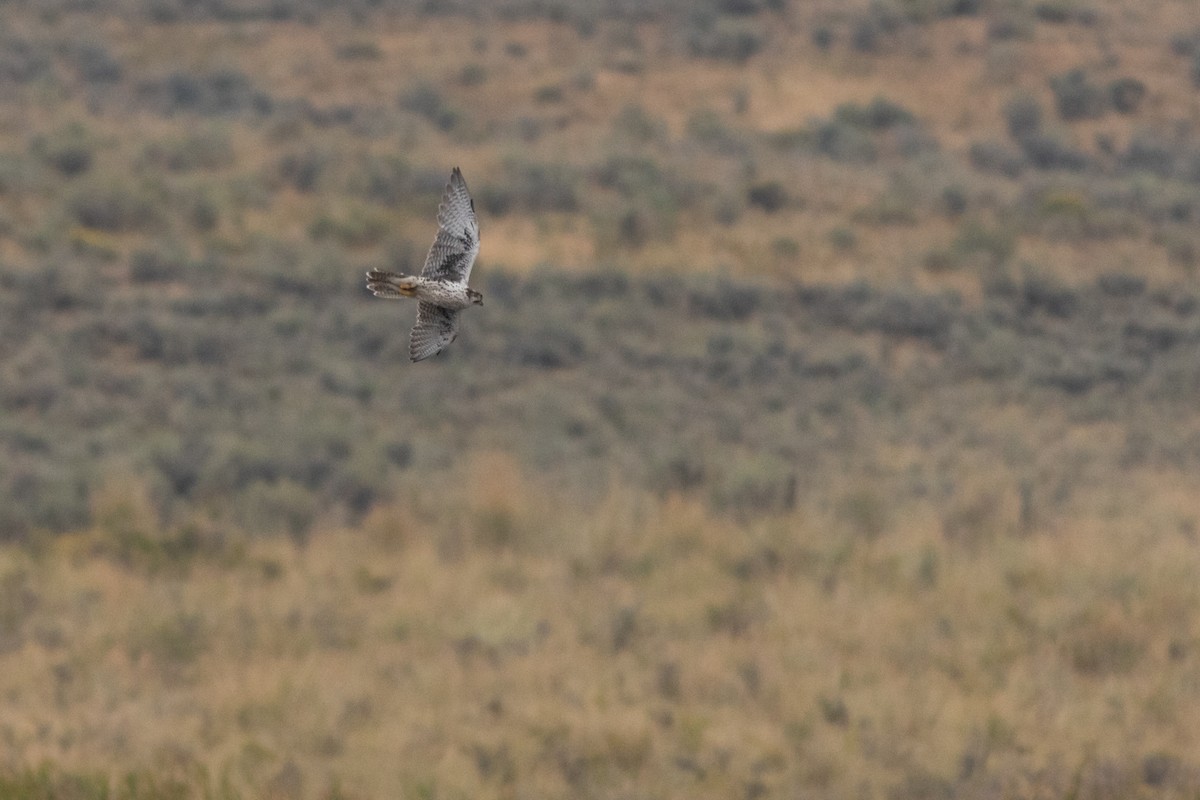 Prairie Falcon - ML641873066