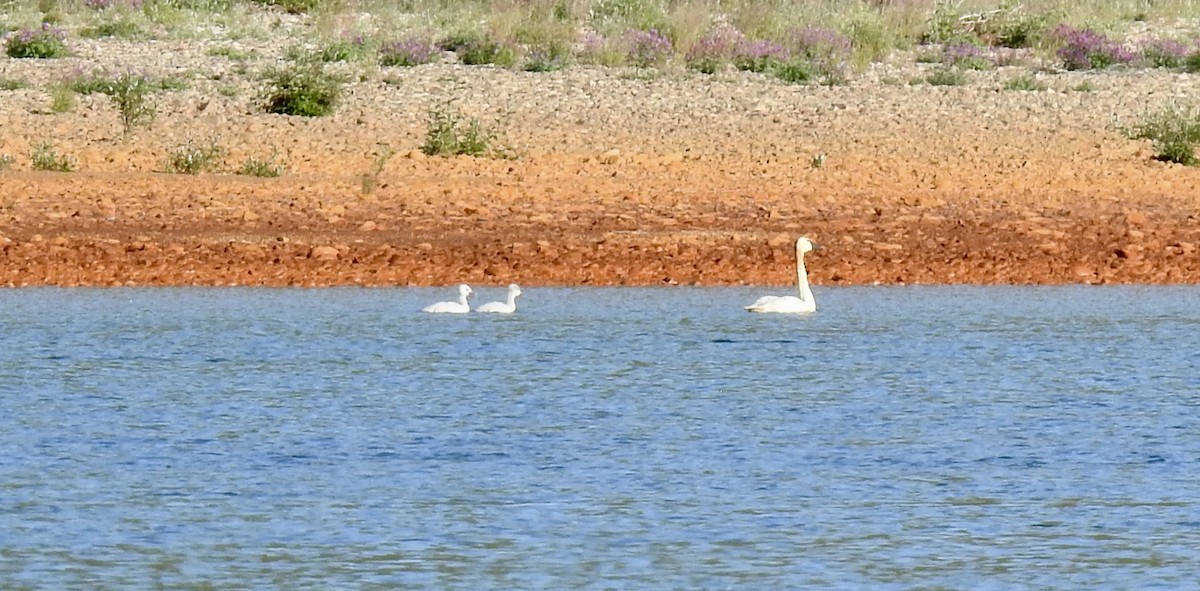 Cigno minore - ML641873067
