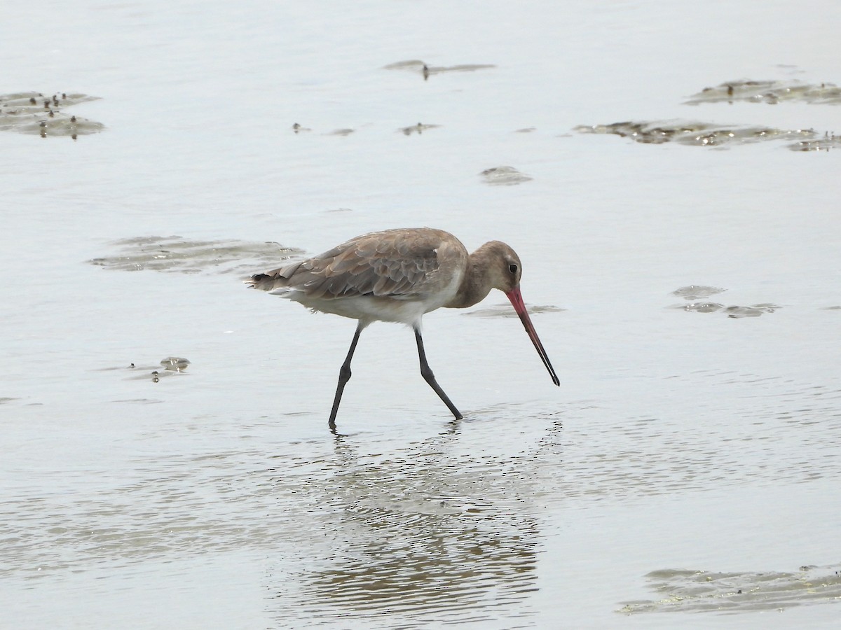 Black-tailed Godwit - ML641873094