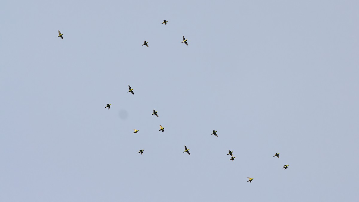 Barred Parakeet - ML641873098