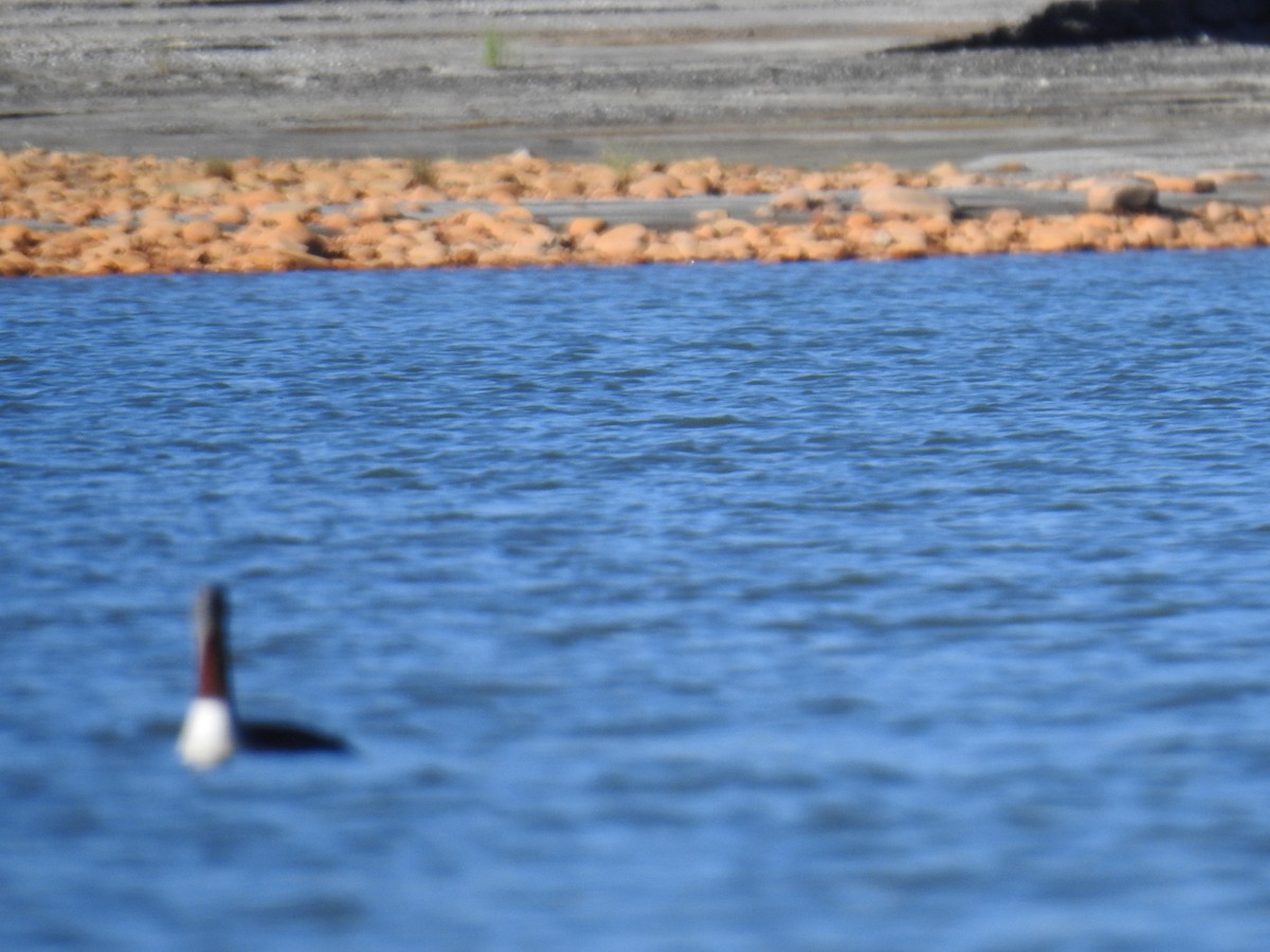 Plongeon catmarin - ML641873101