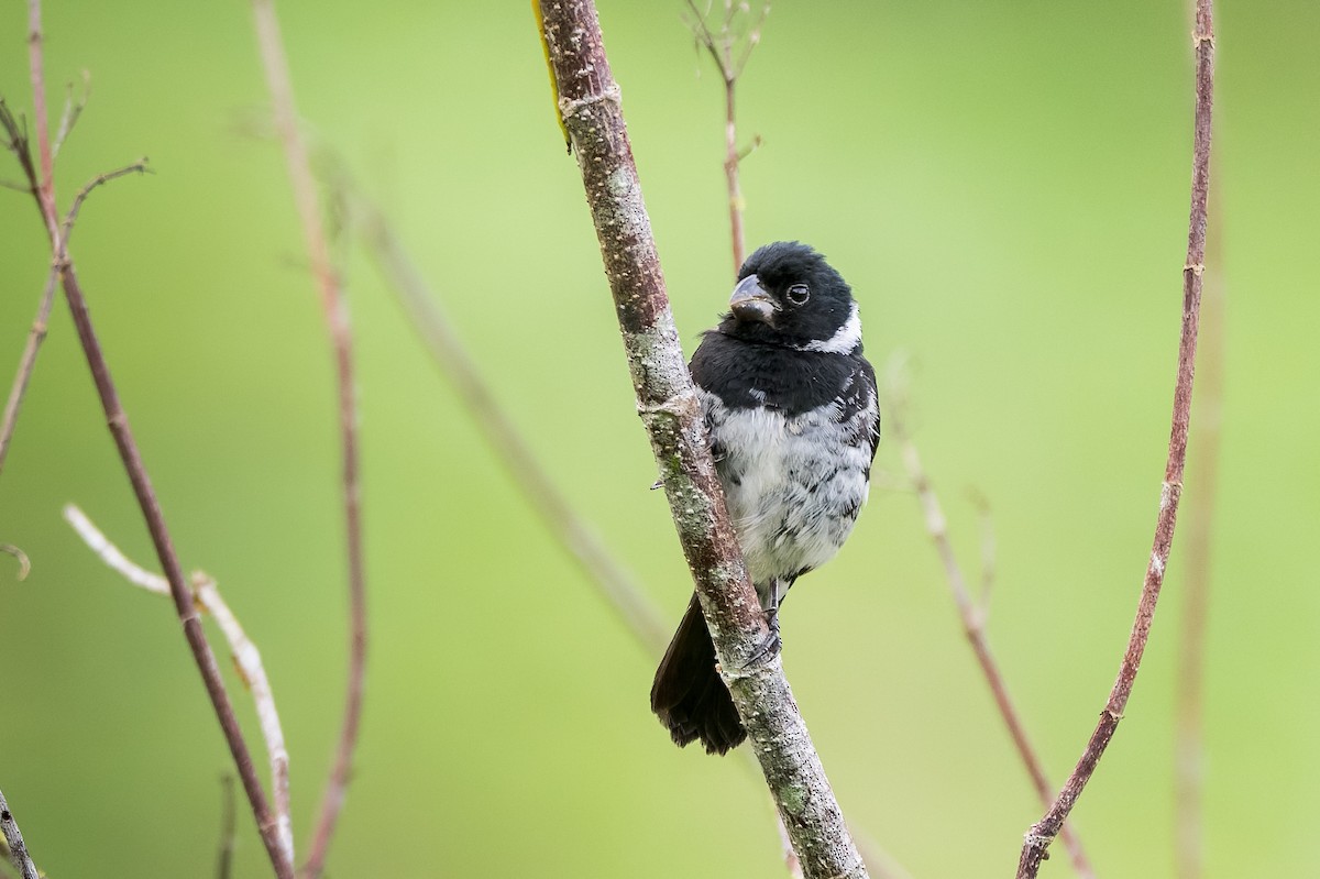 Variable Seedeater - ML641873140