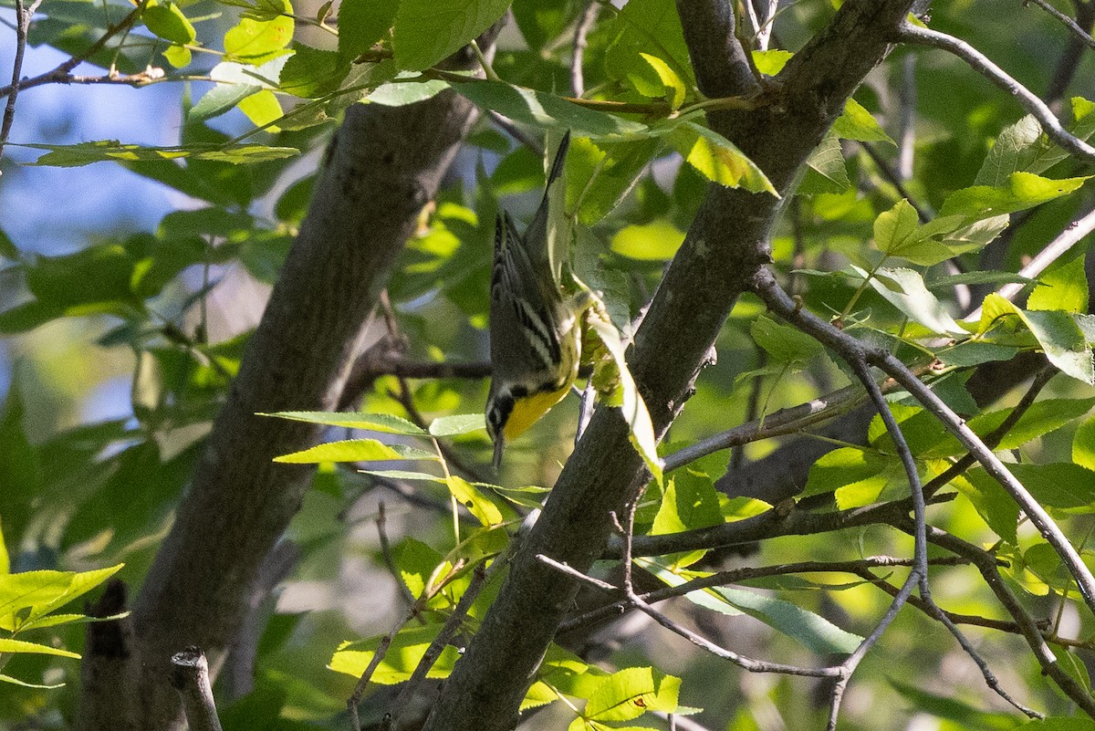 Yellow-throated Warbler - ML641873156