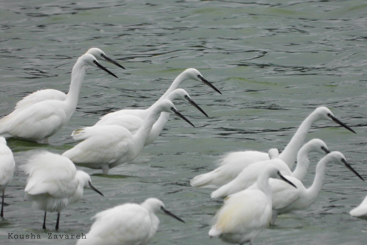 Little Egret - ML641873169