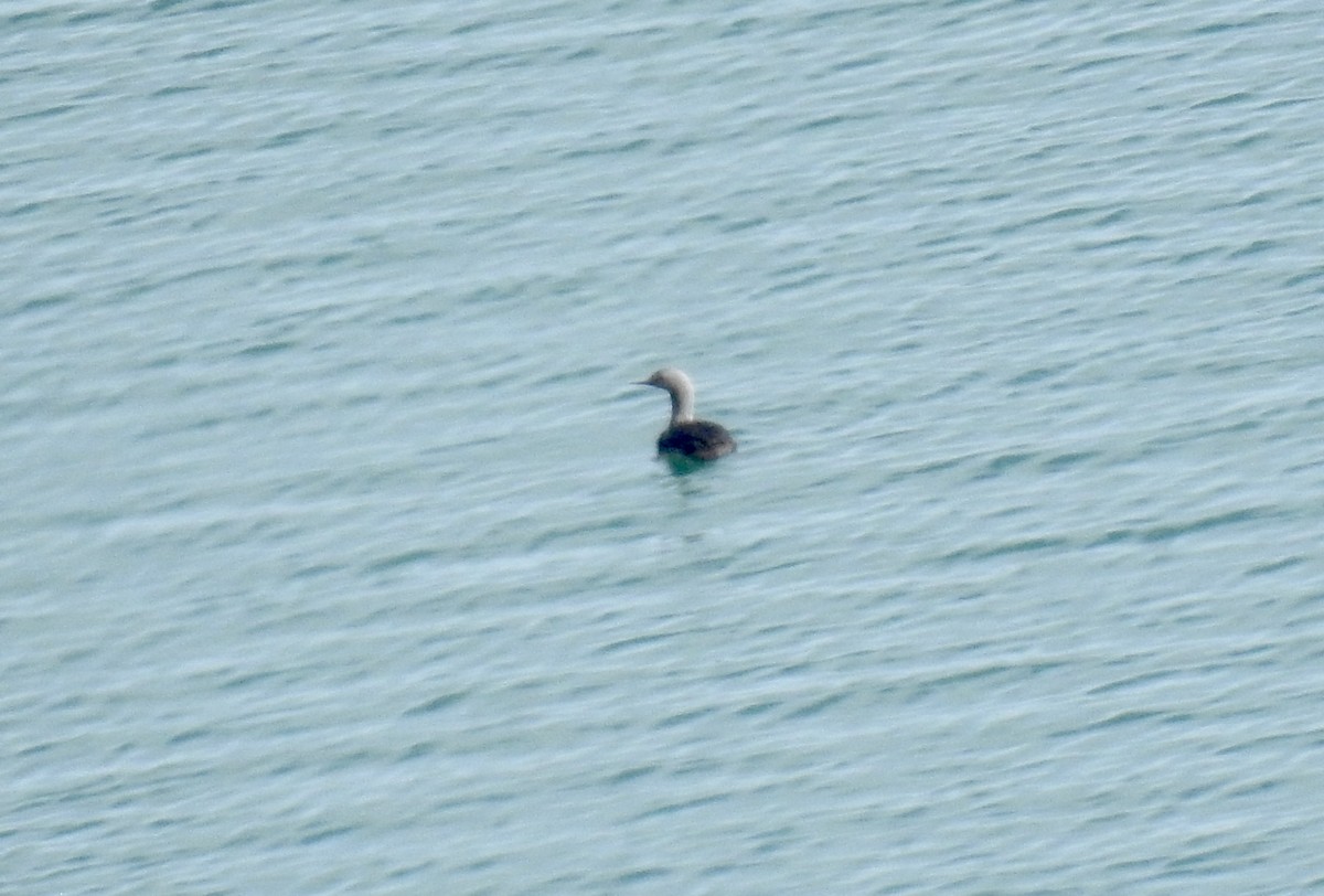 Pacific Loon - ML641873187