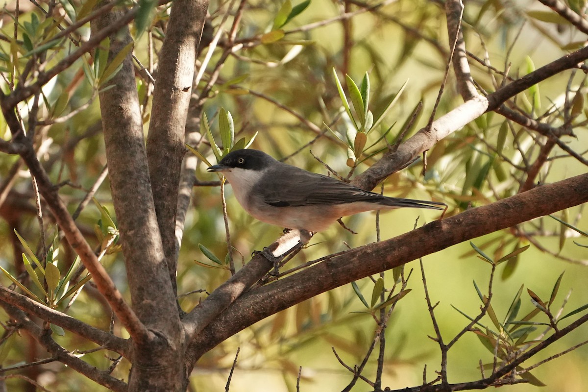 Western Orphean Warbler - ML641873193