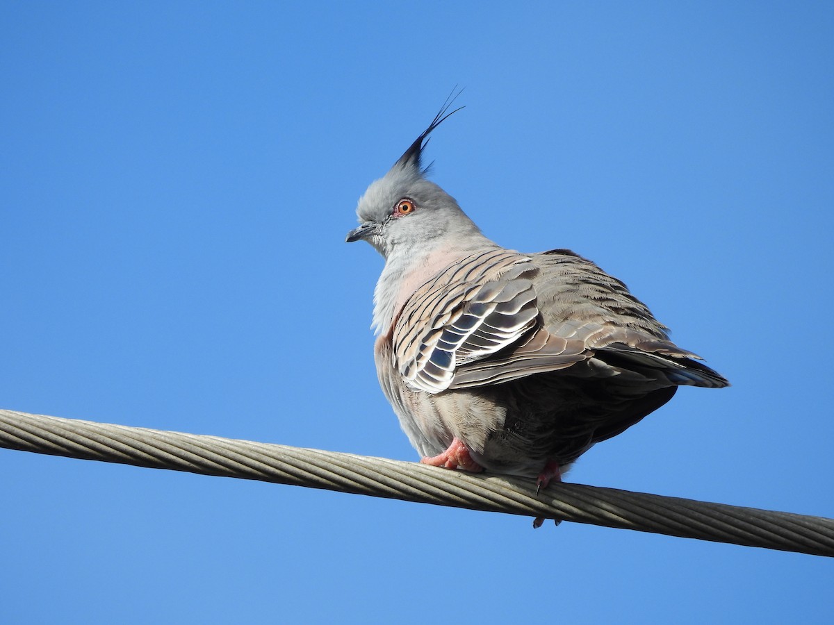 Crested Pigeon - ML641873194