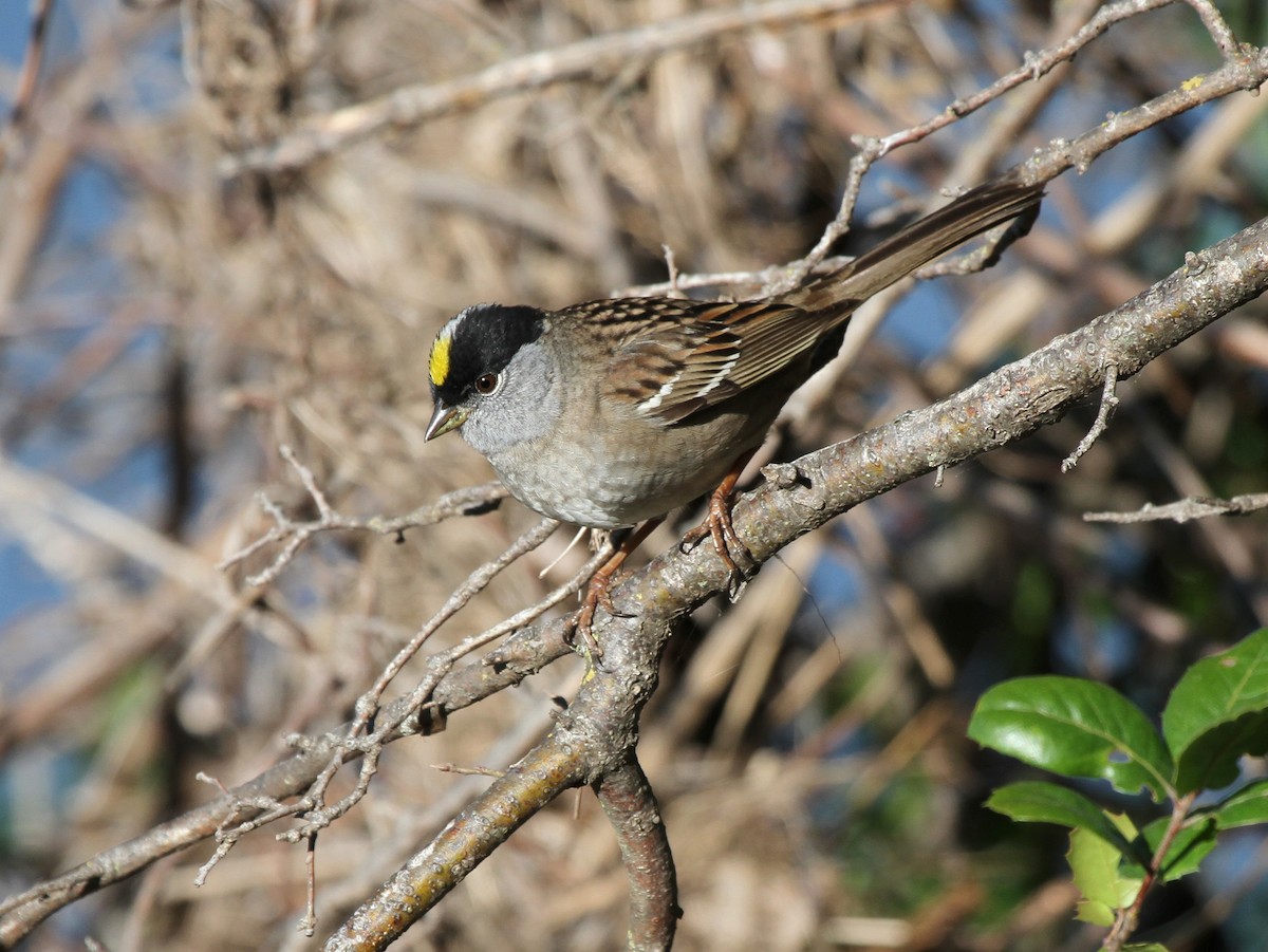 Golden-crowned Sparrow - ML641873195