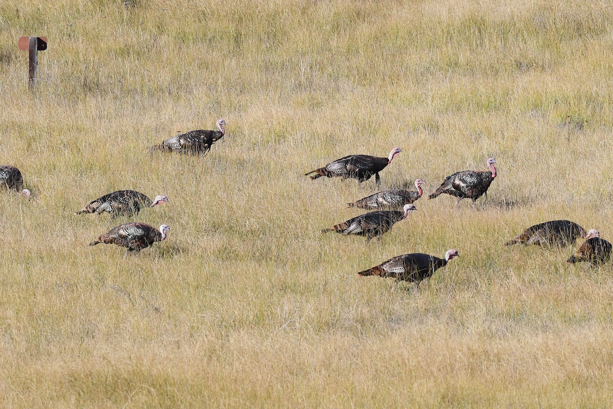 Guajolote Gallipavo - ML641873205